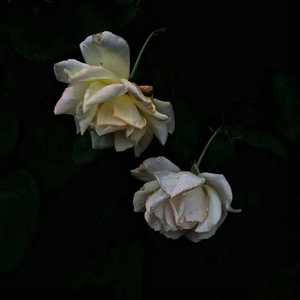 胡桃扒下她的内裤让人摸她
